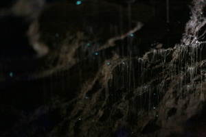 Gloworms at Ruakuri Caves